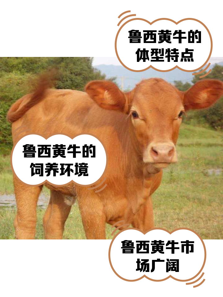 宁德最新医保取现黄牛方法分析(最方便真实的宁德医保取现黄牛怎么取方法)